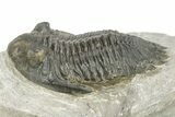 Hollardops Trilobite Fossil - Ofaten, Morocco #273378-2